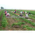 All Varietis Of High Quality Carrot Carrots Seeds For Planting